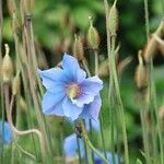 Meconopsis grandis Blüte