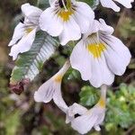 Prostanthera cuneata Çiçek