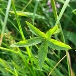 Astrantia major 葉