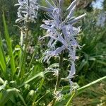 Camassia cusickii Flower
