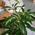 Heptapleurum arboricolaLeaf