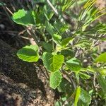 Orthosiphon rubicundus Blad