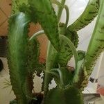 Kalanchoe daigremontiana ഇല