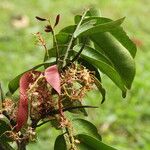 Hylodendron gabunense Fruto