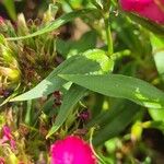 Dianthus barbatus Blad