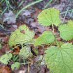 Urtica dioica Folha