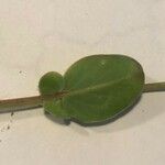 Coronilla scorpioides Leaf