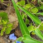 Commelina latifolia Liść