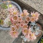 Sempervivum tectorumFleur