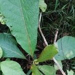 Mitragyna stipulosa Blatt