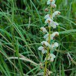 Pyrola rotundifoliaFlor