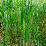 Triticum aestivum 整株植物