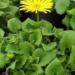 Doronicum orientale Libunga