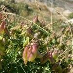 Astragalus penduliflorus ഫലം