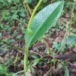 Anthurium interruptumبرگ