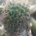 Mammillaria columbiana Ліст