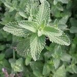 Nepeta × faassenii Frunză