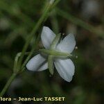 Moehringia sedoides Flor