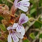 Dyschoriste hildebrandtii Flower