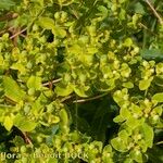 Euphorbia esula Other