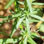 Galium humifusum Leaf