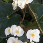 Begonia curtii Kukka
