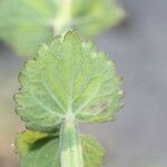 Russelia sarmentosa Leaf
