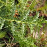 Filipendula vulgaris 葉