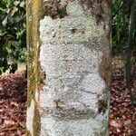 Intsia palembanica Corteza