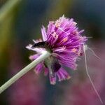 Gomphrena globosa অন্যান্য