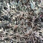 Atriplex portulacoides Blad