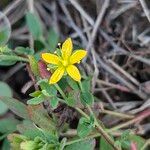 Hypericum humifusum Flower