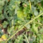 Sinapis arvensis Fruit