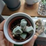 Lapidaria margaretae Hoja