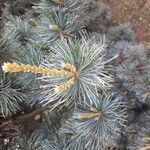 Pinus parviflora ফুল