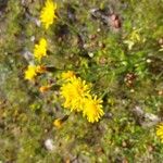 Crepis conyzifolia Hábitos