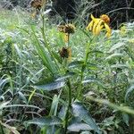 Verbesina helianthoides Habit