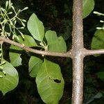 Pisonia aculeata पत्ता
