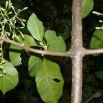 Pisonia aculeata Blad