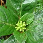 Chassalia gaertneroides Flower