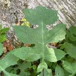 Polymnia canadensis Leaf