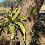 Disocactus ackermannii Blatt