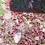 Crassula tillaea Leaf