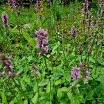 Stachys officinalis Характер