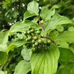 Cornus sanguineaFrukt