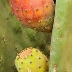 Opuntia ficus-indica Other