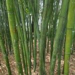 Phyllostachys reticulata Casca