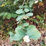 Symphoricarpos albusЛист