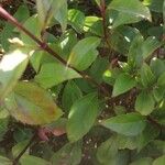 Ageratina ligustrina Hoja