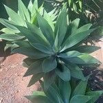 Agave attenuataLiść